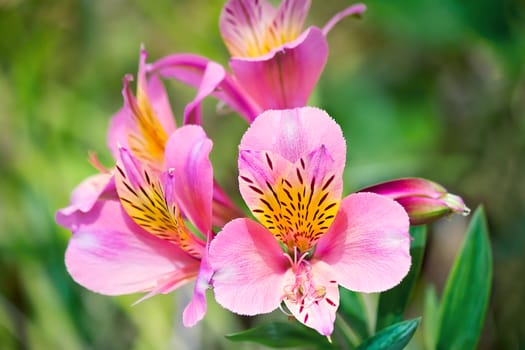 A close-up of beautiful flowers with pale pink and yellow petals on a background of green leaves.