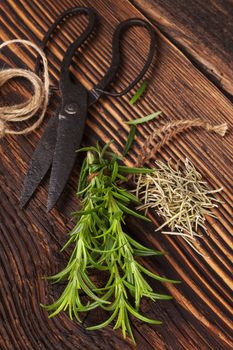 Fresh and dry rosemary herb with vintage scissors on rustic wooden background. Culinary aromatic herbs.