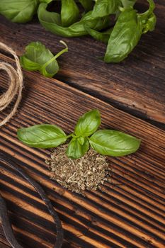 Aromatic culinary herbs, basil. Fresh and dry basil herb with vintage scissors on rustic wooden background.