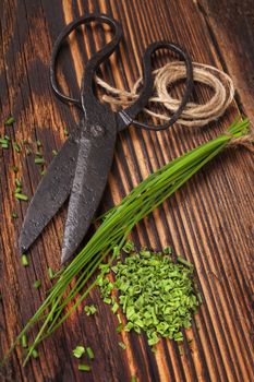 Fresh and dry chives herb with vintage scissors on rustic wooden background. Culinary aromatic herbs.