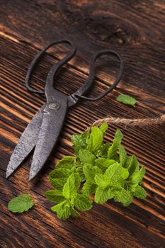 Aromatic culinary herbs, fresh mint herb on wooden rustic background with old vintage scissors.