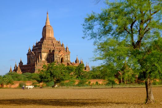 Landscape view of Sulamani temple with field and farmer, Bagan, Myanmar