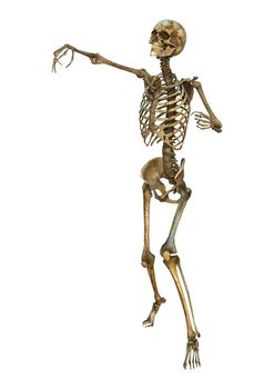 3D digital render of a human skeleton isolated on white background