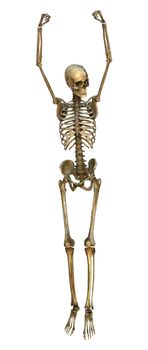 3D digital render of a human skeleton doing sport isolated on white background