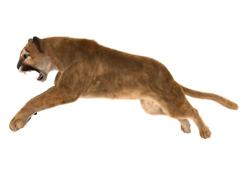 3D digital render of a big cat puma jumping isolated on white background