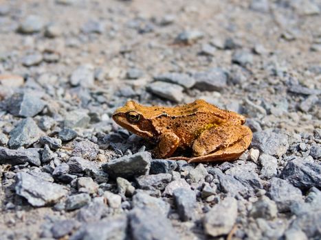 Orange brown common toad, rana temporaria, calmly sitting on the rocky road