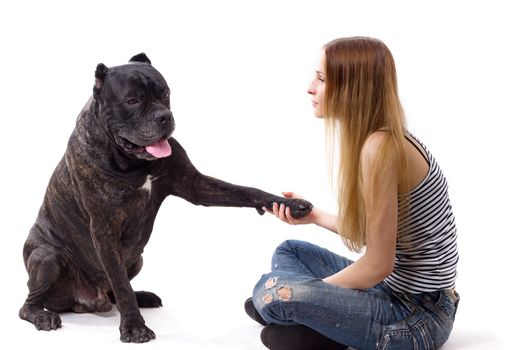 She teaches her dog Cane Corso team give paw. isolate