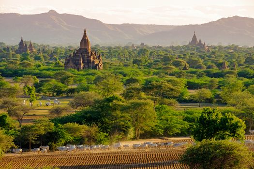 Landscape view of ancient temples with cows and fields, Bagan, Myanmar (Burma)