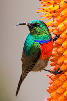 Southern double-collared sunbird perched on an aloe bloom