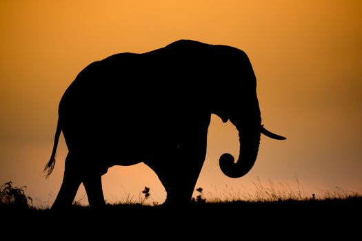 Large male African elephant sihouetted against the evening sky