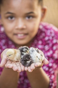 Pretty young mixed race girl holding baby chickens