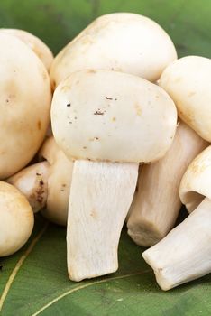 fresh Greenish Mushroom or Green Agaric (Russula virescens Fr.) on green leaf