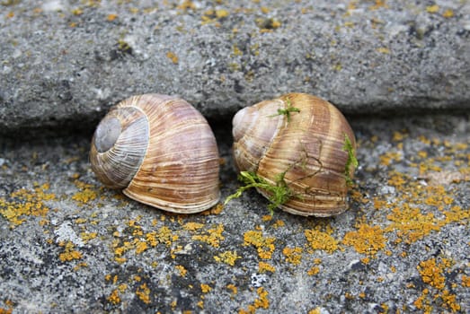 two snails on the stairs with yellow and green moss