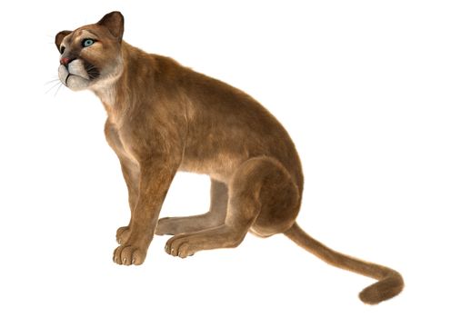 3D digital render of a big cat puma sitting isolated on white background