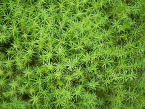  Soft green moss background from the top view