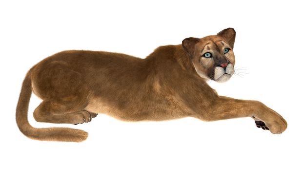 3D digital render of a big cat puma resting isolated on white background