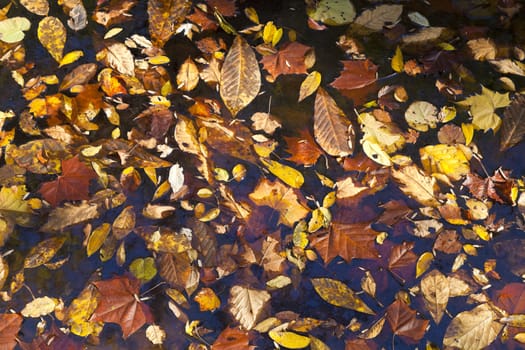 Colorful background of autumn leaves