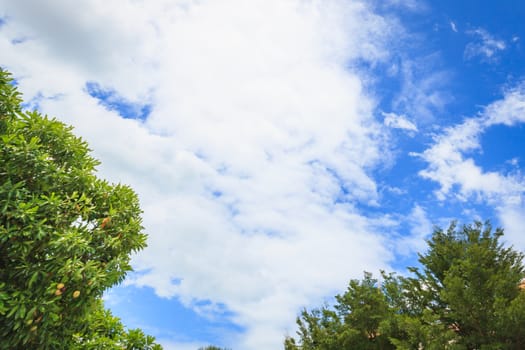 green trees and clouds in the blue sky