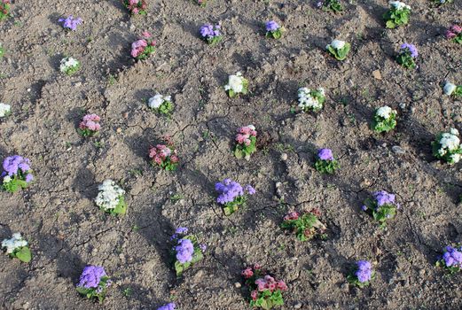 Overhead view of bedding plants in a flower bed.