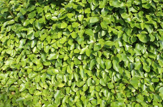 Background of fresh green leaves on a hedge in summer.