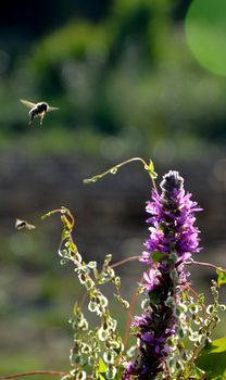 Picture of a Honey bee fly to purple plant flower