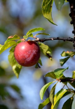 picture of a Organic ripe plums 