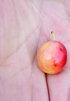 picture of a Organic ripe plums 