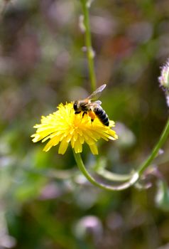 picture of a bee fly to dandellion