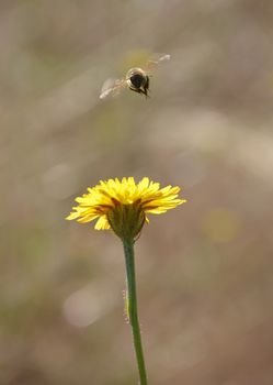 picture of a bee fly to dandellion