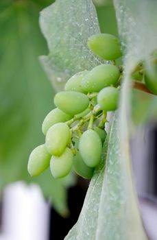 Picture of a Green grape leaves