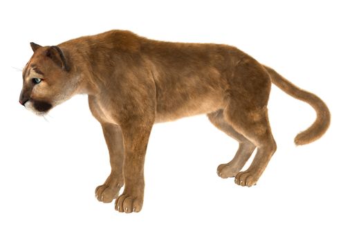 3D digital render of a big cat puma standing isolated on white background