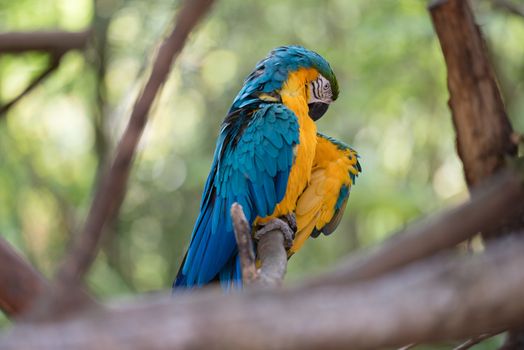 A colorful Macaw sitting on a branch surrounded by trees lifting its wing.