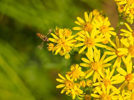 Hoverfly arrives at a group of wild yellow flowers