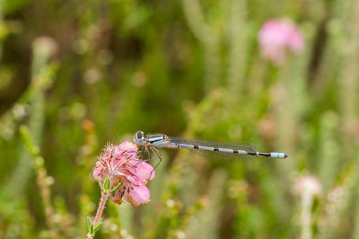 Closeup of a blue damselfly resting om a pink heathland flower in bloom