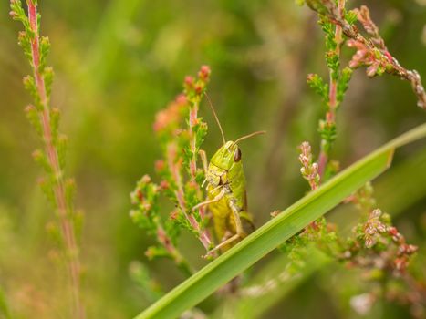 Horizontal macro of a green grasshopper resting on the side of pink heather in bloom
