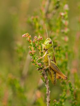 Vertical macro of a green grasshopper resting on the side of pink heather in bloom