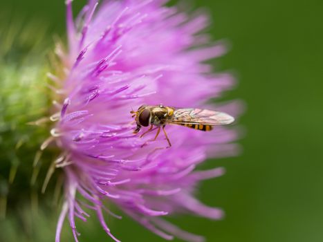 Extreme closeup of a hoverfly resting on a wild pink thistle