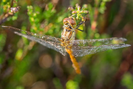 Looking down on a dragonfly covered in morning dew