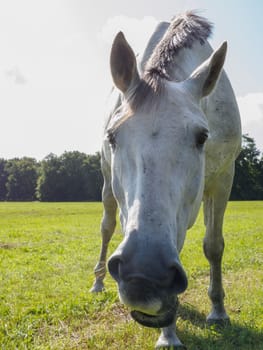 Humorous closeup portrait of a white horse taken from a low angle