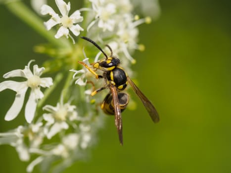 Closeup of a small wasp on wild white flowers