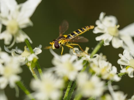 Closeup of a small hover fly resting on white flowers