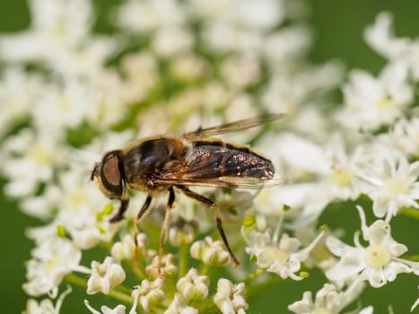 Extreme closeup of a fly on wild white flowers
