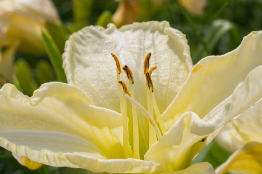 Closeup of petals on a blooming yellow dailily