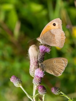 Pair of brown spotted butterflies resting on wild pink thistle