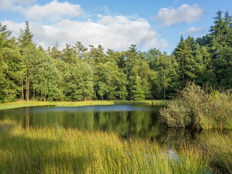Peaceful small lake in the middle of a dutch forest by evening sunlight
