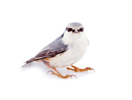 European bird isolated on white close up