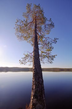 tree and lake in the far North