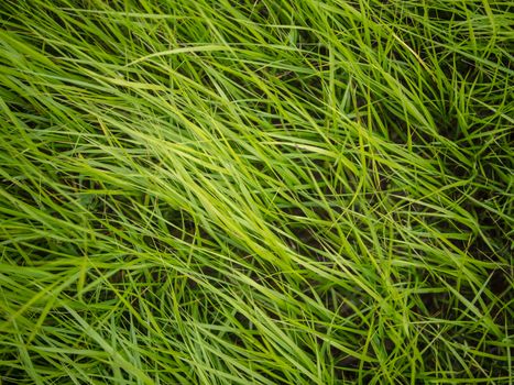 Authentic natural soft green grass blades background