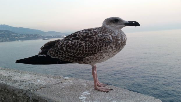 Beautiful Seagull on a wall in Monaco