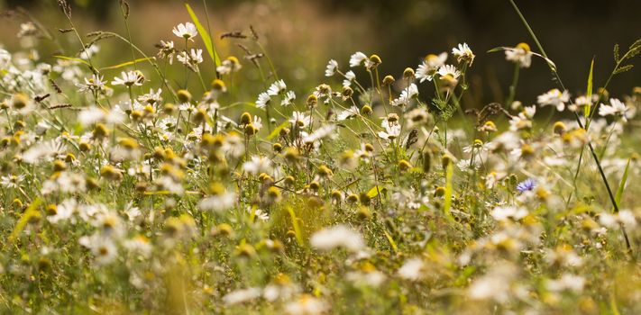 Summer background: daisies on a sunny meadow
